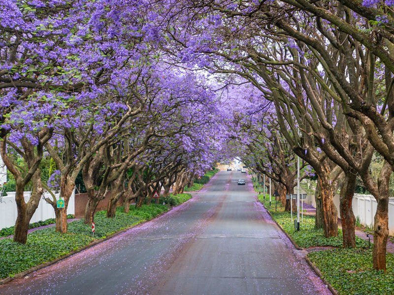 Görkemli Güney Afrika ve Safari 7 Gece - THY ile 17 Ocak (Sömestr Özel) (JNB - CPT) AT097