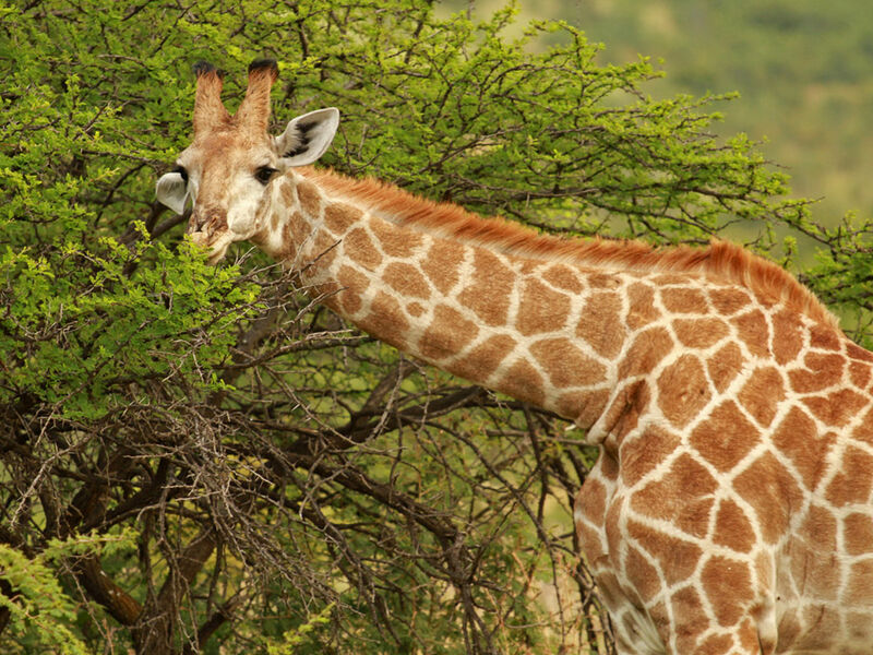 Görkemli Güney Afrika ve Safari 7 Gece - THY ile 17 Ocak (Sömestr Özel) (JNB - CPT) AT097