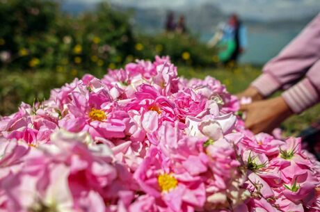 Isparta Gül Hasadı-Salda-Pamukkale-Çeşme-Alaçatı Turu