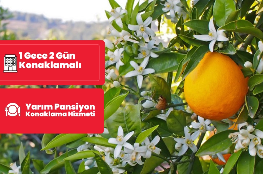  Adana Portakal Çiçeği Festivali Turu