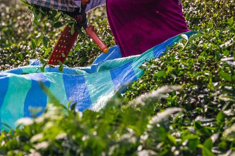 Karadeniz Yaylalar Ve Batum Turu / 4 Gece 5 Gün  ( 3 Gece Otel Konaklamalı ) İstanbul Kalkışlı