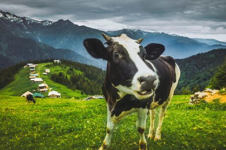 Karadeniz Yaylalar Ve Batum Turu / 4 Gece 5 Gün  ( 3 Gece Otel Konaklamalı ) İstanbul Kalkışlı