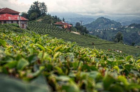 Karadeniz Yaylalar Ve Batum Turu / 4 Gece 5 Gün  ( 3 Gece Otel Konaklamalı ) İstanbul Kalkışlı